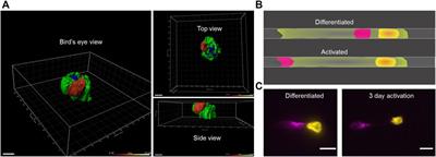 Extracellular vimentin is expressed at the rear of activated macrophage-like cells: Potential role in enhancement of migration and phagocytosis